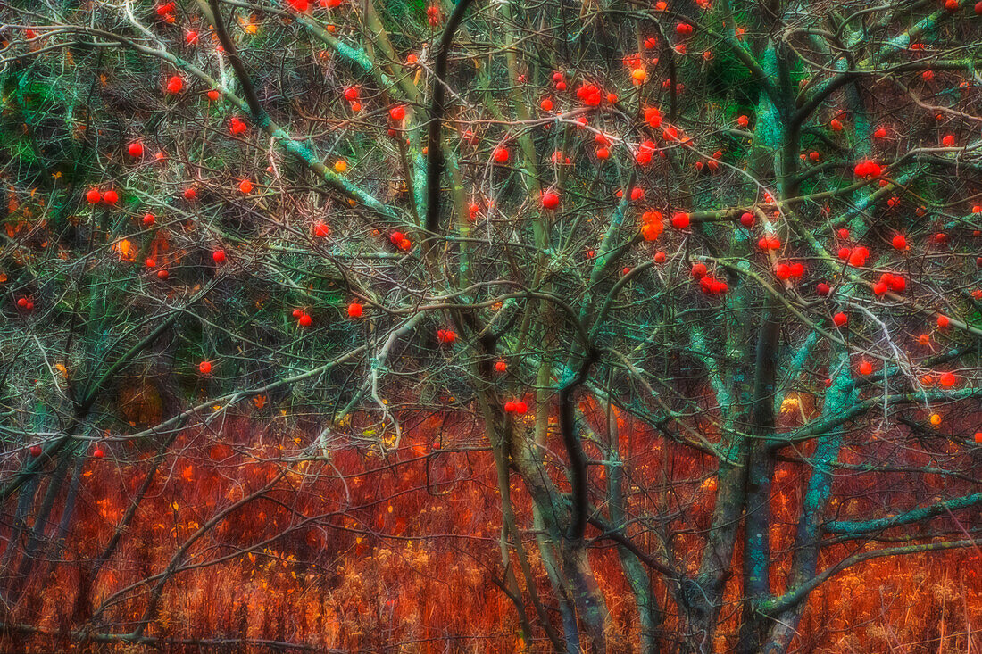 'Wilder Apfelbaum im November; Bedford, Nova Scotia, Kanada'