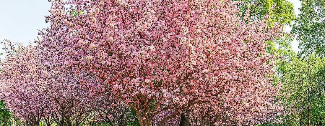 'Ein Kirschblütenbaum in voller Blüte; Alberta, Kanada'