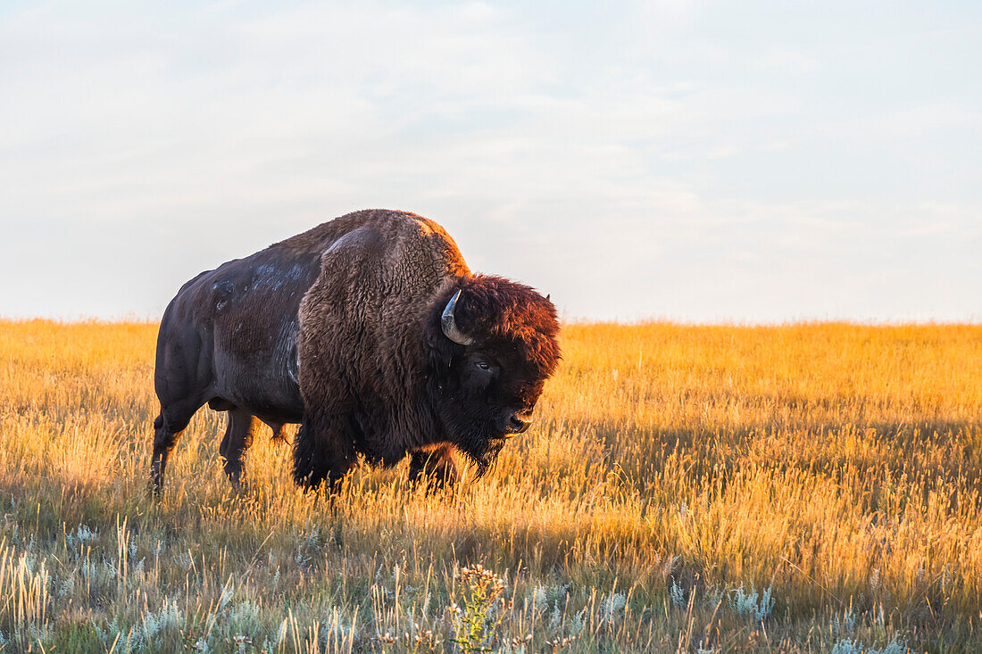 'Bison (bison bison), Grasslands Nationalpark; Saskatchewan, Kanada'