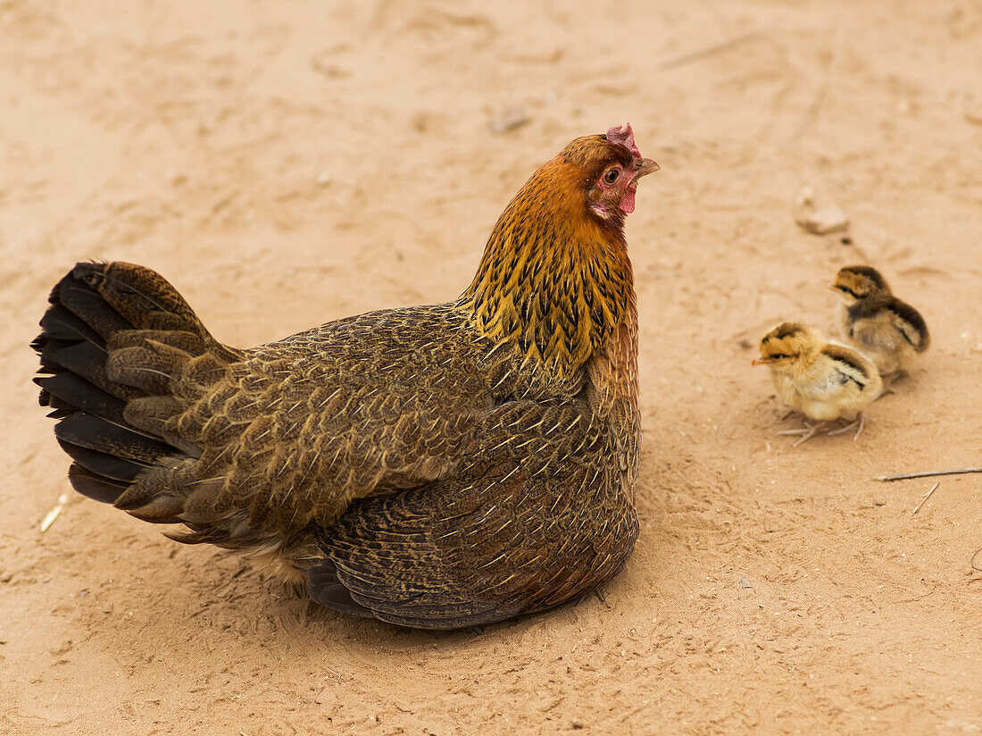 'Eine Henne (Gallus Gallus Domesticus) mit ihren Küken; Luang Prabang Provinz, Laos'