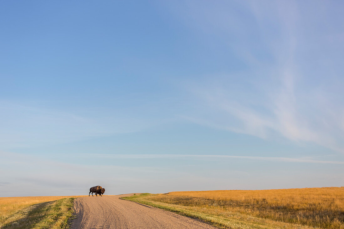 'Bison (bison bison) überquert die unbefestigte Straße im Grasslands Nationalpark; Saskatchewan, Kanada'