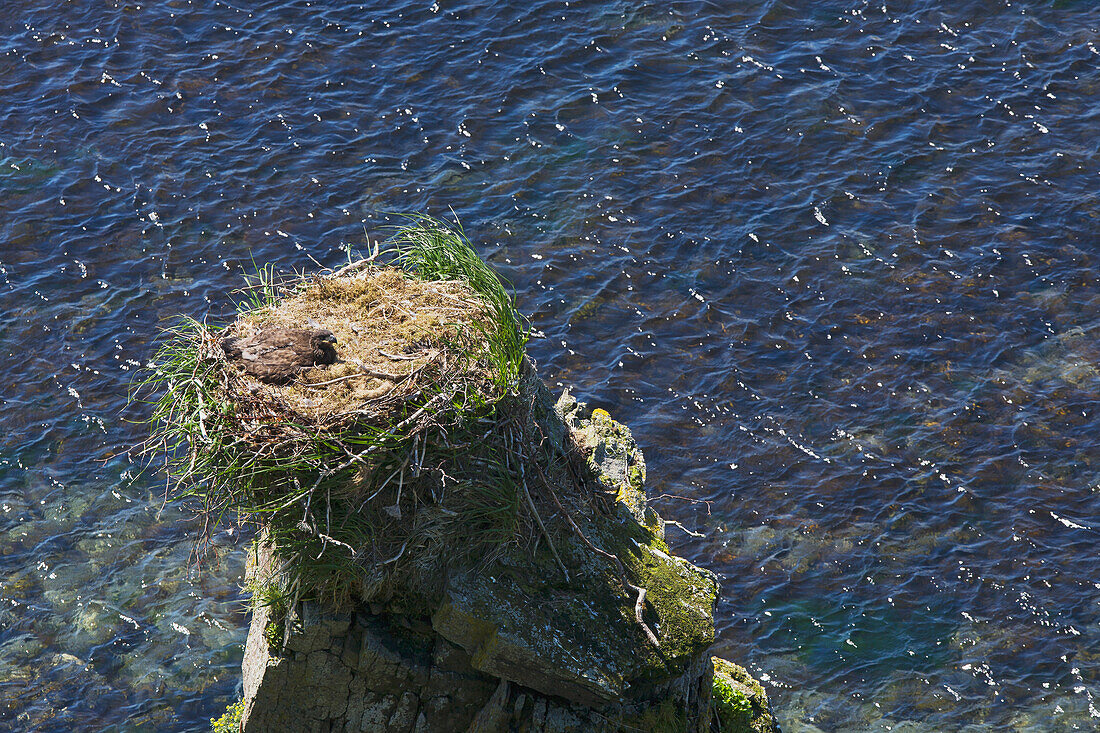 'A Young Bald Eagle In A Nest On A Rock Pinnacle; False Pass, Southwest Alaska, United States Of America'