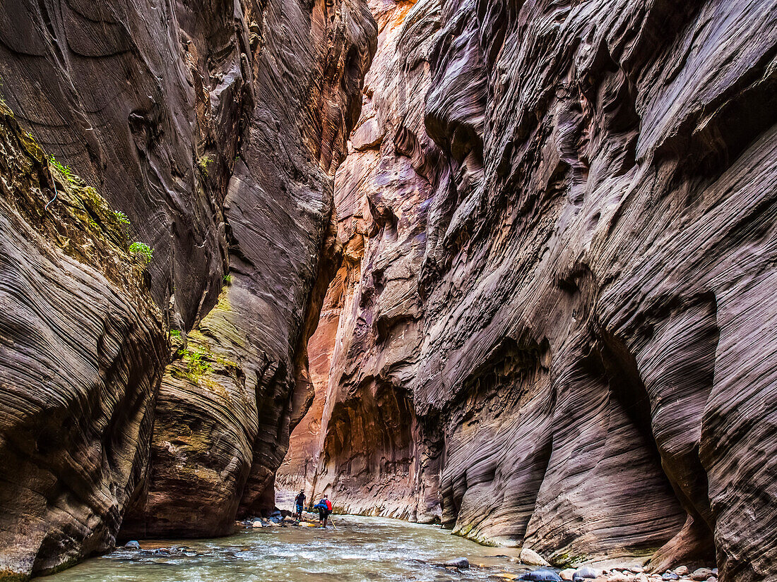 'Hikers make their way through the Virgin River Narrows, a majestic portion of one of America's most famous national treasures, Zion National Park; Utah, United States of America'