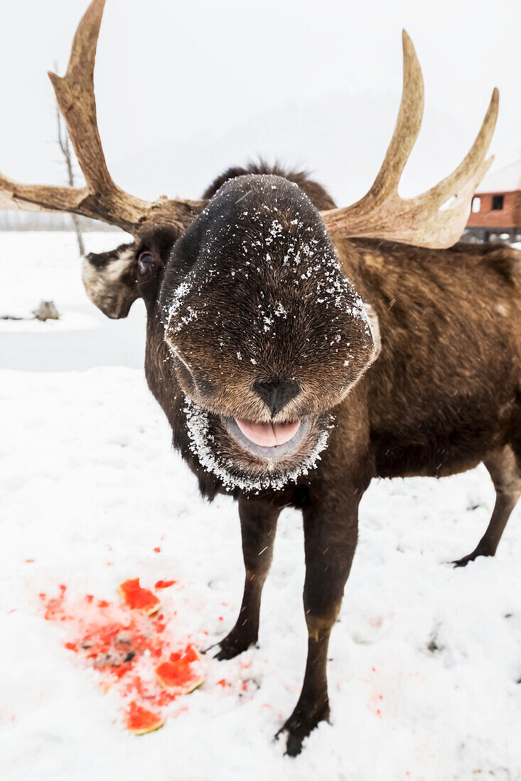 'Bull moose (alces alces) eating a watermelon, captive at Alaska State Conservation Area, South-central Alaska; Portage, Alaska, United States of America'