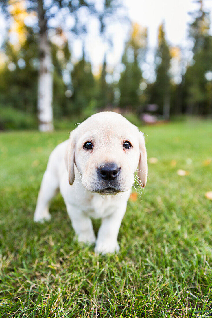 'A shy young Labrador puppy walking on green grass towards the camera; Anchorage, Alaska, United States of America'