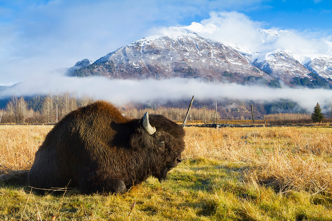 'Wood Bison (Bison bison athabascae) bull rests in a meadow at the Alaska Wildlife Conservation Center; Portage, Alaska, United States of America'