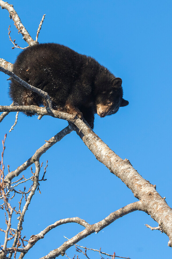 Black bear cub (ursus americanus) climbing a tree, captive at Alaska Wildlife Conservation Center, South-central Alaska, United States of America