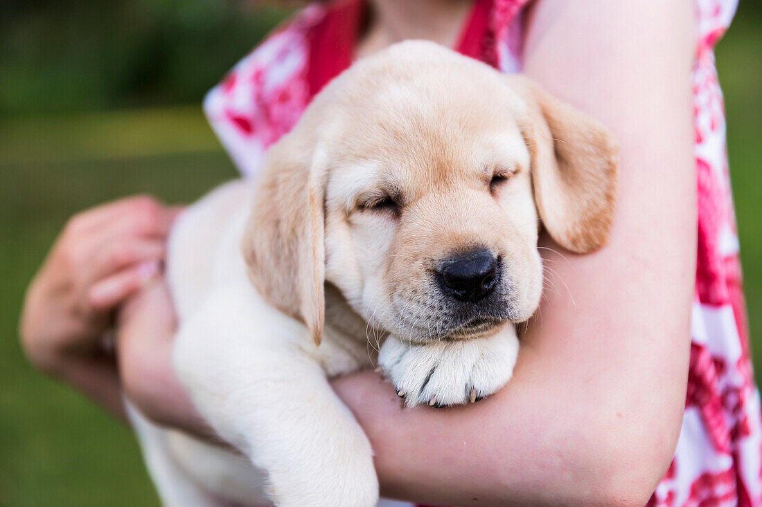 'A young girl wearing a sundress holds a Labrador puppy in her arms; Anchorage, Alaska, United States of America'