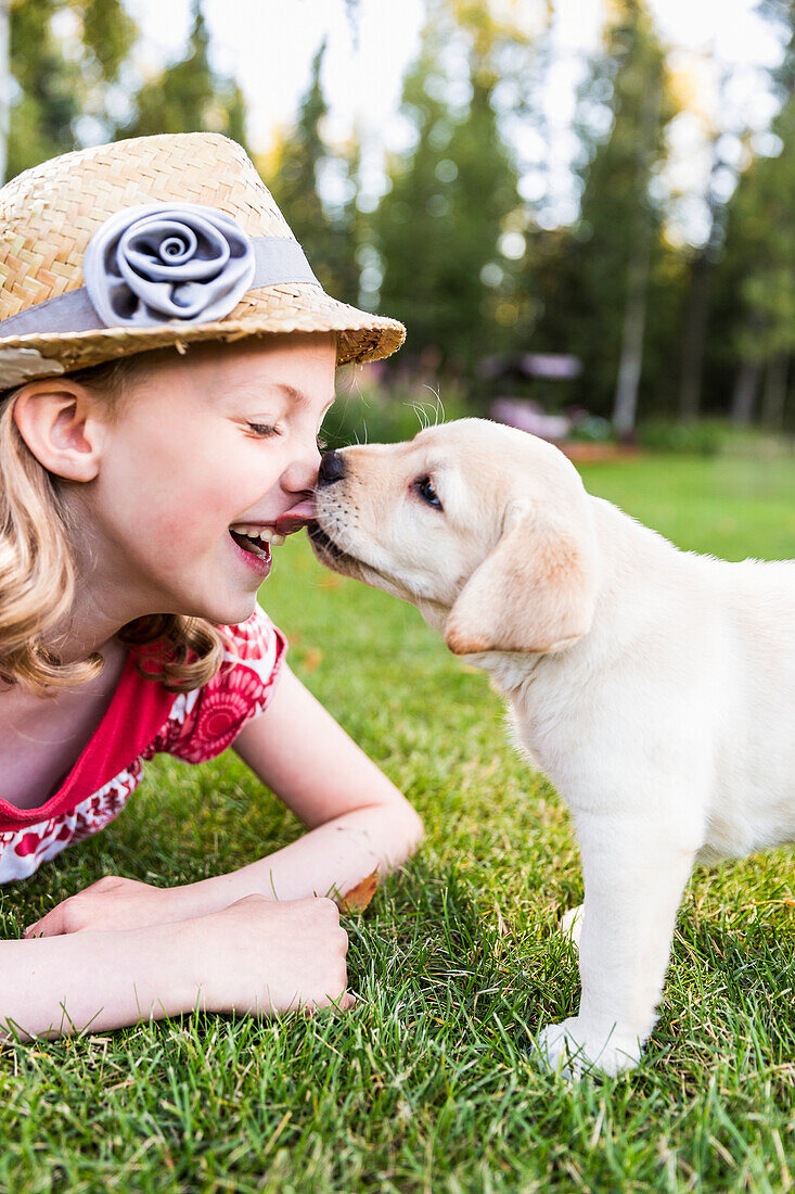 'A smiling young girl wearing a sundress and hat has her nose licked by a young Labrador puppy; Anchorage, Alaska, United States of America'