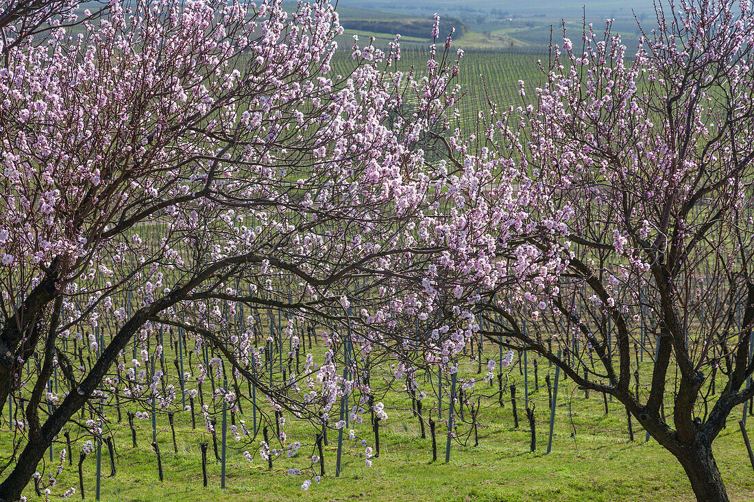 Mandelblüte im Pfälzer Wald, Herxheim am Berg, Deutsche Weinstraße, Pfalz, Rheinland-Pfalz, Deutschland, Europa