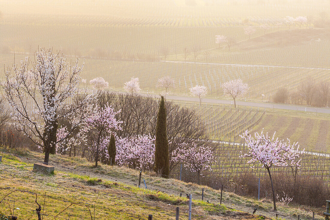 Almond blossom in the Palatinate Forest, Gimmeldingen, Neustadt by the German Wine Route, Palatinate, Rhineland-Palatinate, Germany, Europe