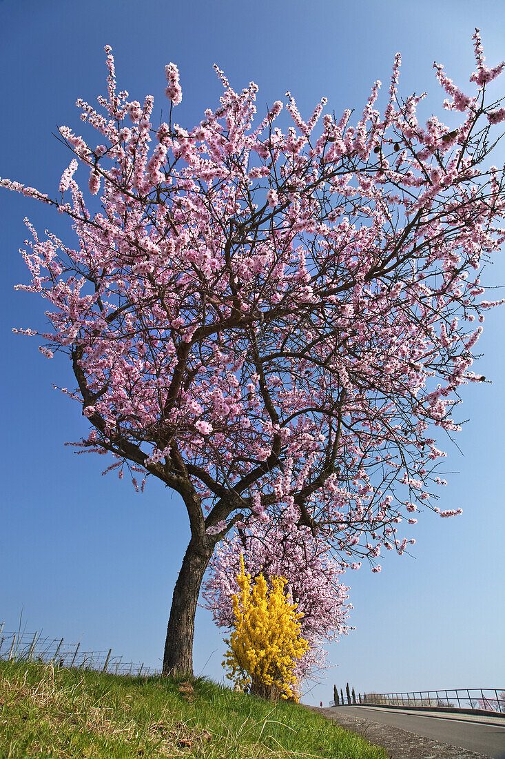 Almond blossom in the Palatinate Forest, Gimmeldingen, Neustadt by the German Wine Route, Palatinate, Rhineland-Palatinate, Germany, Europe