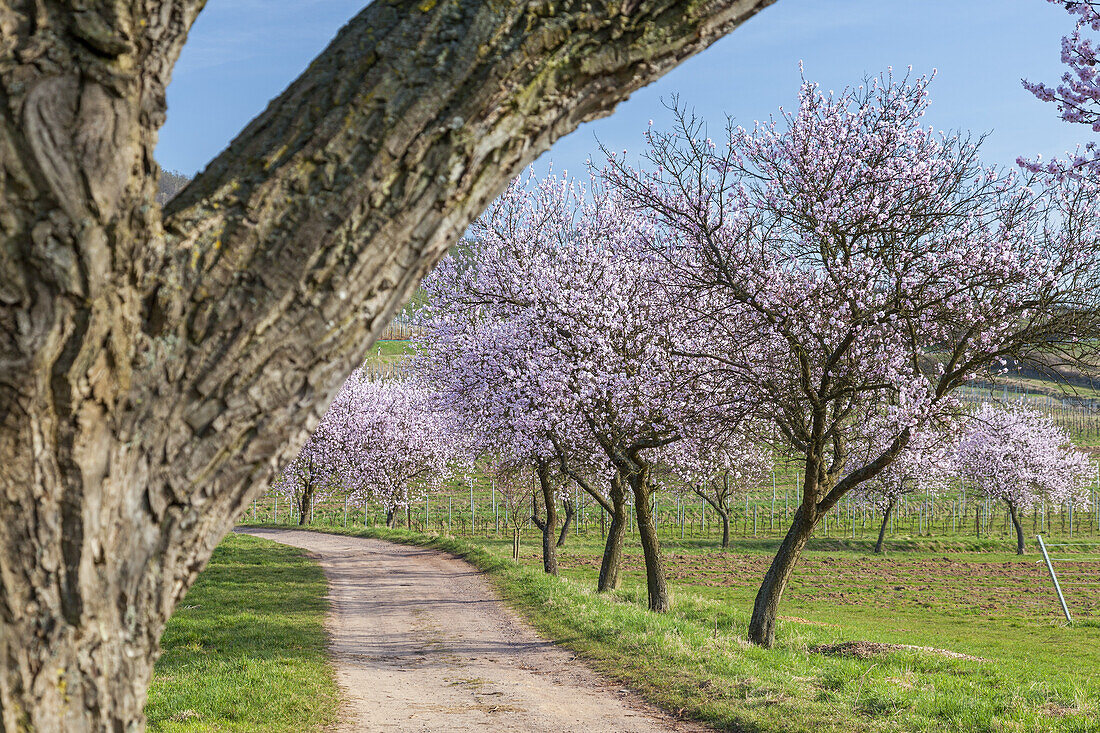 Almond blossom in the Palatinate Forest, Frankweiler, Palatinate, Rhineland-Palatinate, Germany, Europe