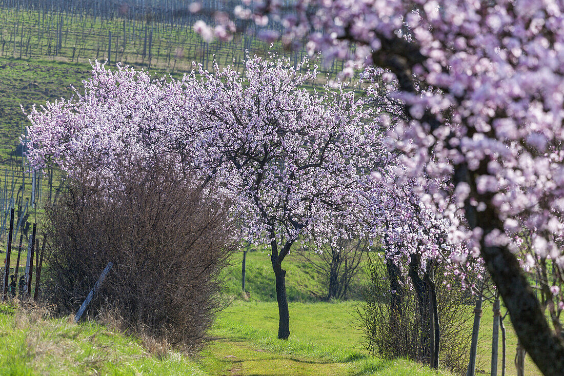 Almond blossom in the Palatinate Forest, Frankweiler, Palatinate, Rhineland-Palatinate, Germany, Europe