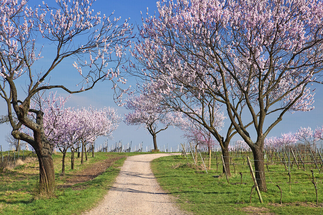 Almond blossom in the Palatinate Forest, Gimmeldingen, Neustadt by the Wine Route, Palatinate, Rhineland-Palatinate, Germany, Europe