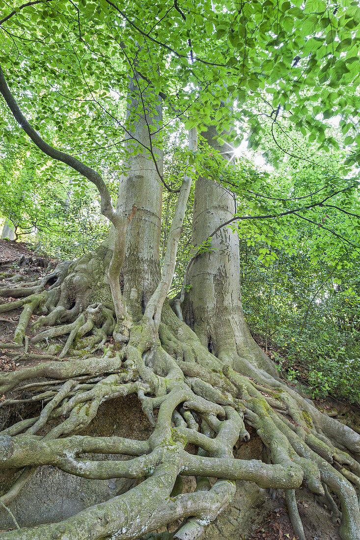 Beech trees in Rolandswerth, Lower Central Rhine Valley, Rhineland-Palatinate, Germany, Europe