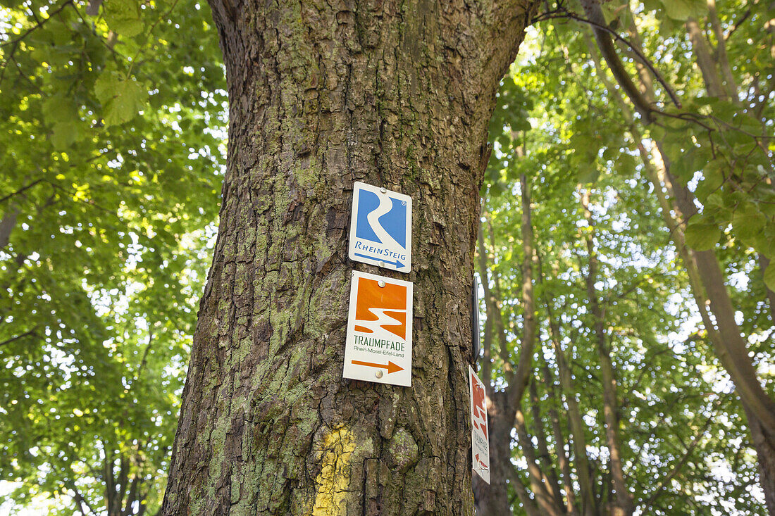 Schild des Wanderweg Rheinsteig an einer Linde in Sayn, Unteres Mittelrheintal, Rheinland-Pfalz, Deutschland, Europa