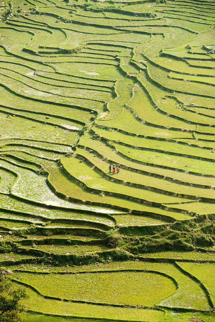 Riceterrace, Highland, Sapa, Vietnam