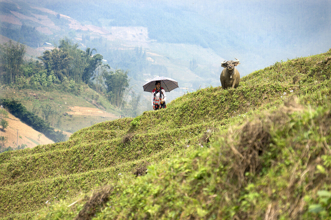 Riceterrace, Highland, Sapa, Vietnam