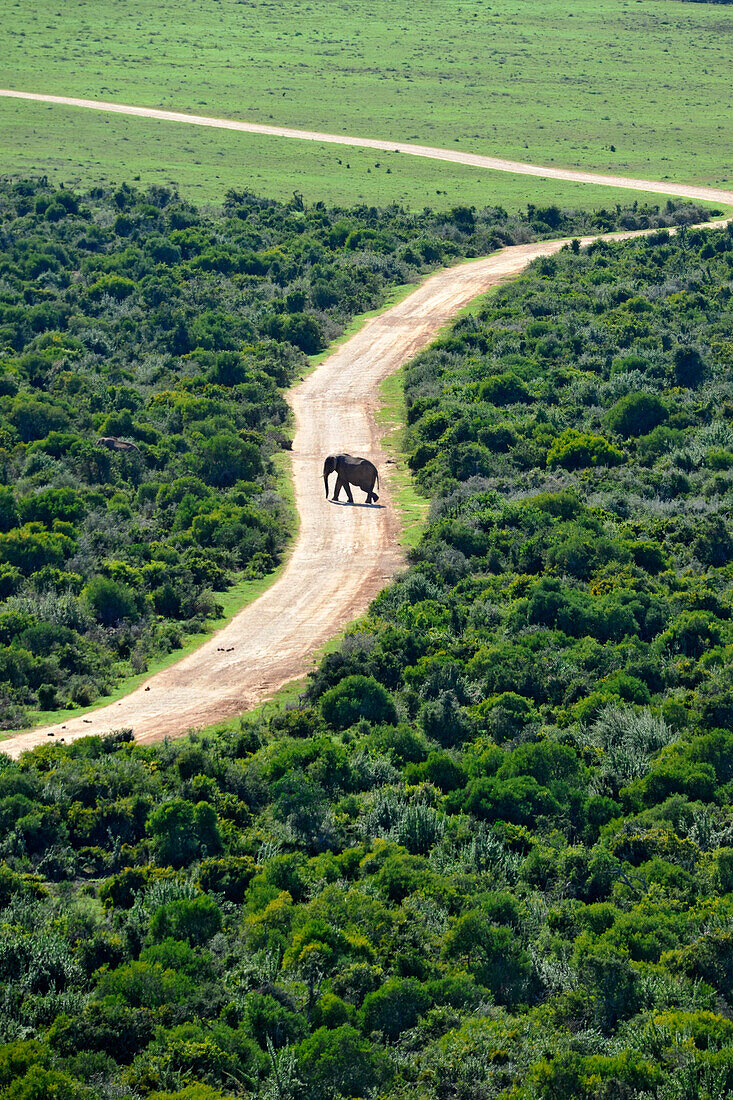 junger Elefant überquert die Strasse, Addo Park, Port Elizabeth, Südafrika