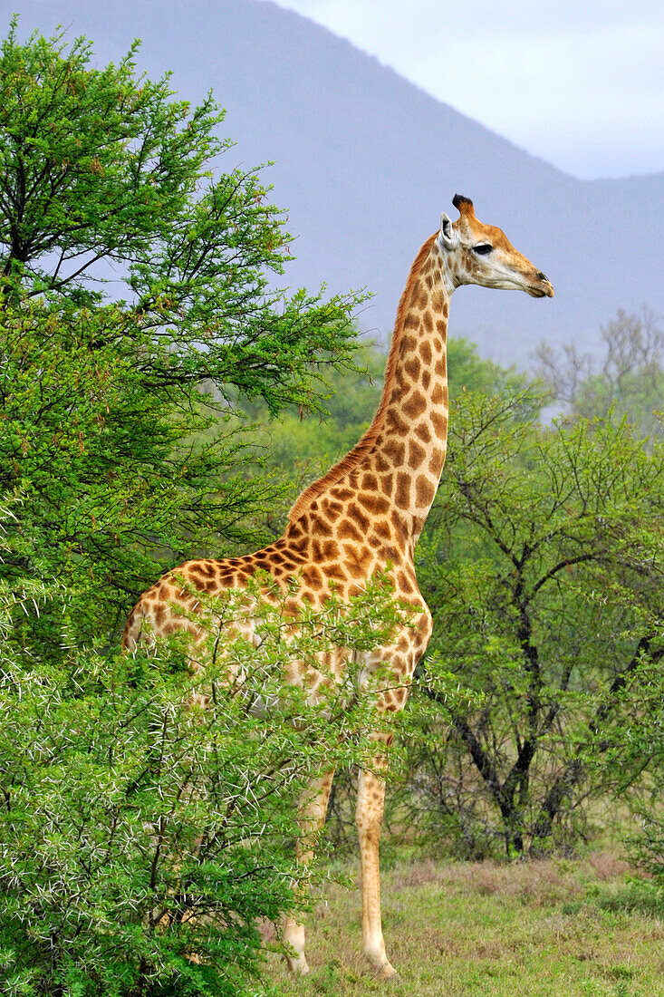 Giraffe schwanger, Samara Wildpark, Südafrika