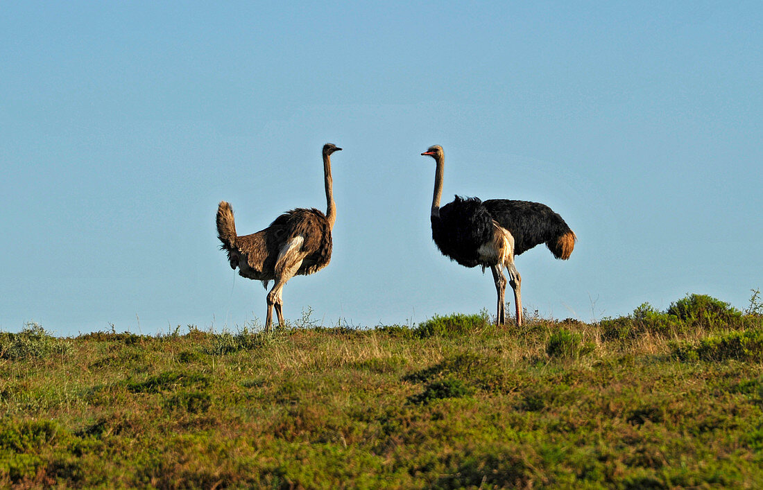 Ostrich couple, Gora Elephant Camp, Addo Elephant park, Porth Elizabeth, South Africa