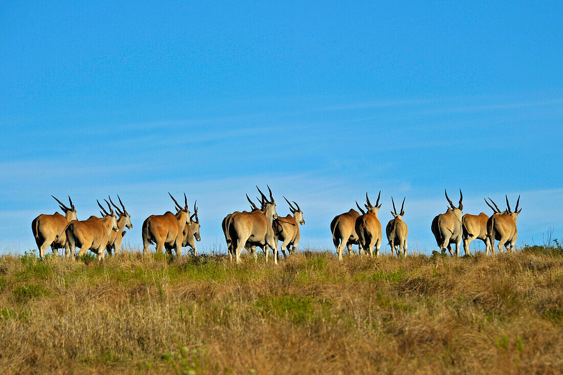 Elan Antilopen, Addo Park, Porth Elizabeth, Südafrka