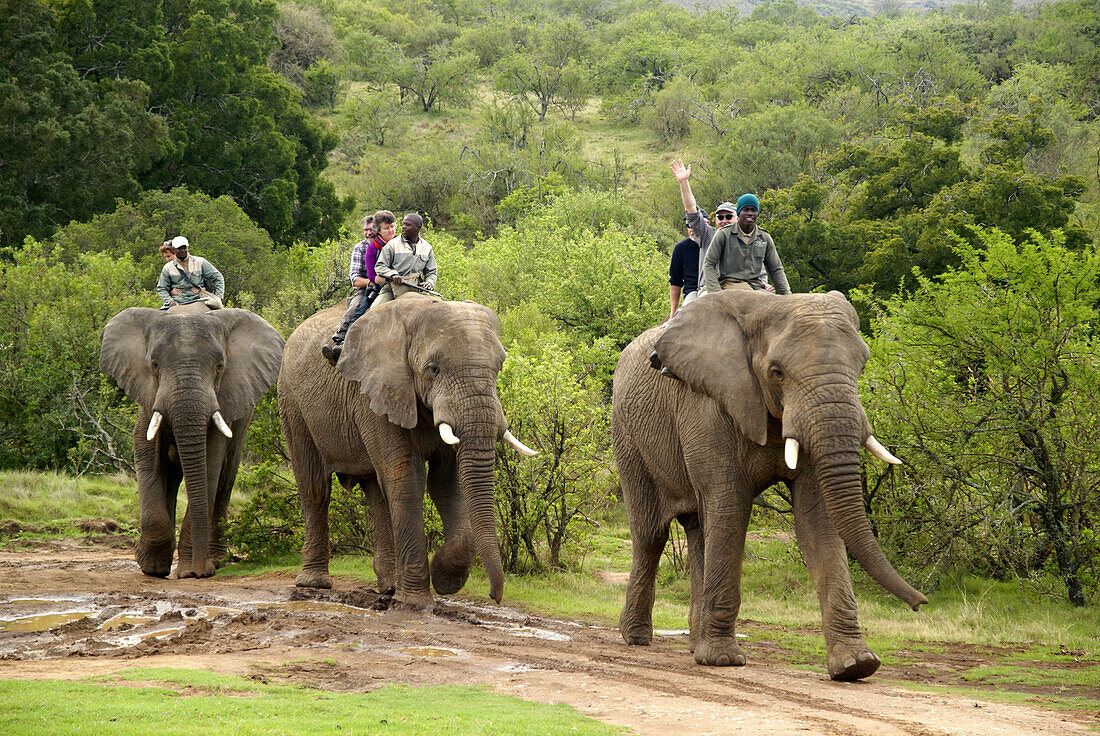 Elephant riding, Zuurberg, Garden Route, South Africa