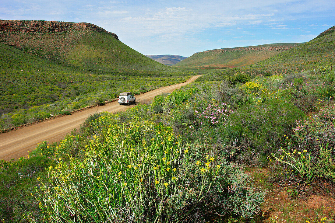 Springtime, West coast, South Africa