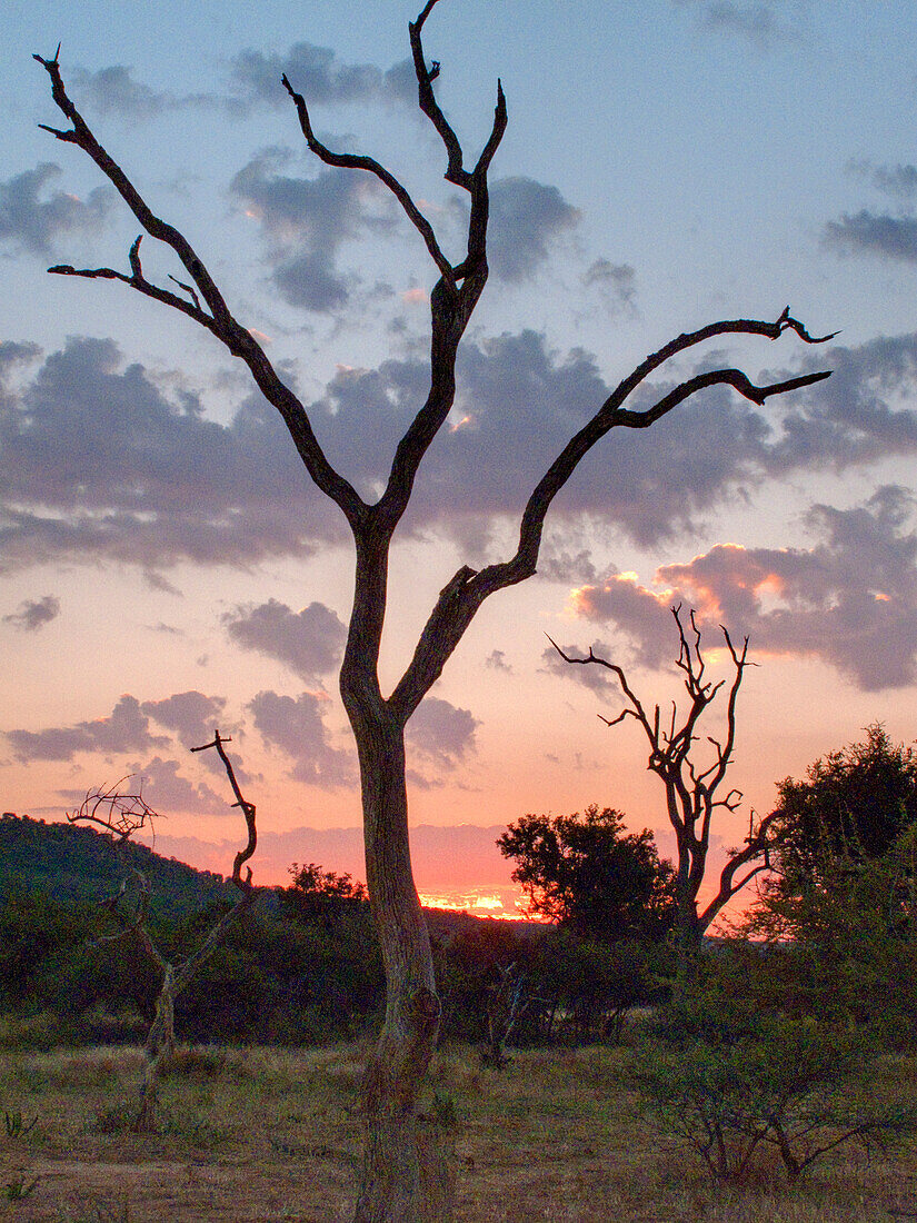 Baum im Abendlicht, Buschland, Madikwe Wildpark, Südafrika