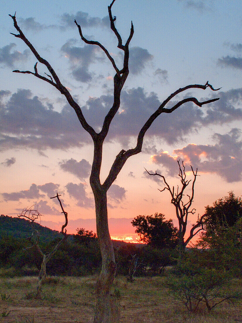 sunset tree, bushland, Madikwe game reserve, South Afcrica