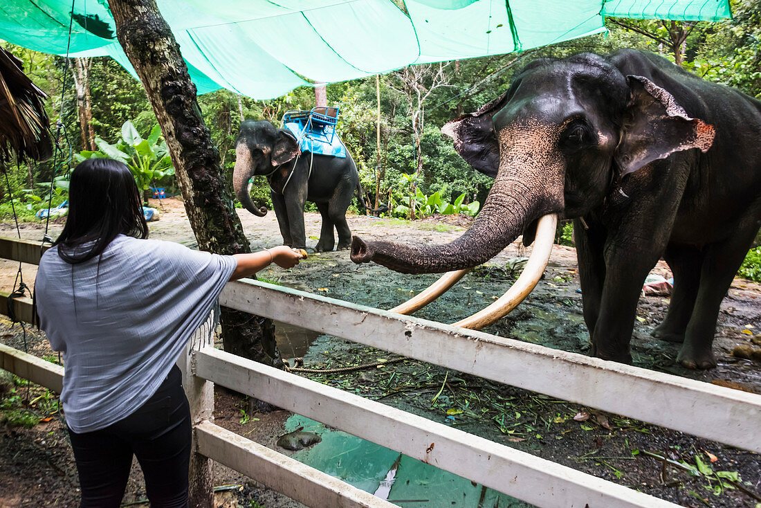 'Eine Frau steht und hält ihre Hand, um einen Elefanten hinter einem Zaun im Na Muang Safari Park zu füttern; Ko Samui, Chang Wat Surat Thani, Thailand'