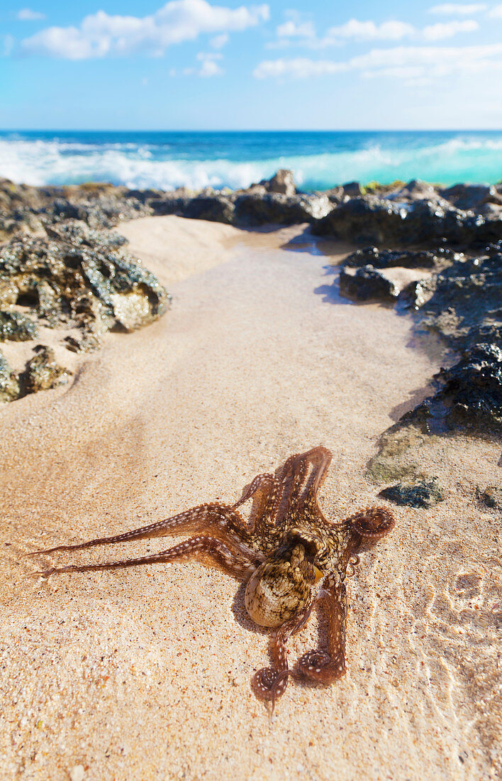 'Ein Oktopus (Tako oder He'e) in einem Tidepool in der Nähe des Ozeans; Honolulu, Oahu, Hawaii, Vereinigte Staaten von Amerika'