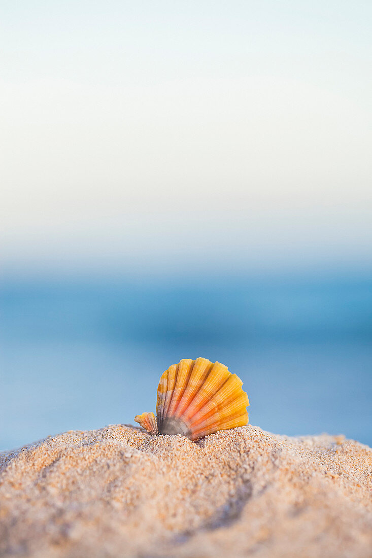 'Eine seltene Regenbogenfarbe Hawaiianischer Sonnenaufgang Jakobsmuschel Seashell, auch bekannt als Pecten Langfordi, im Sand am Strand bei Sonnenaufgang; Honolulu, Oahu Hawaii, Vereinigte Staaten von Amerika'