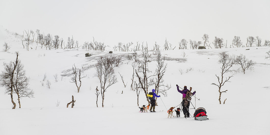 'Two cross country skiiers and a team of dogs cross over a winter landscape; Norland, Norway'