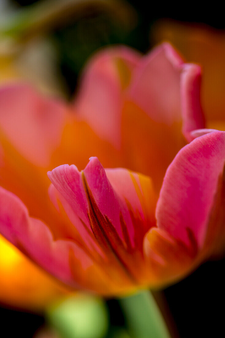 Nahaufnahme einer Blume in Blüte an Butchart Gärten, Victoria, Britisch-Kolumbien, Kanada