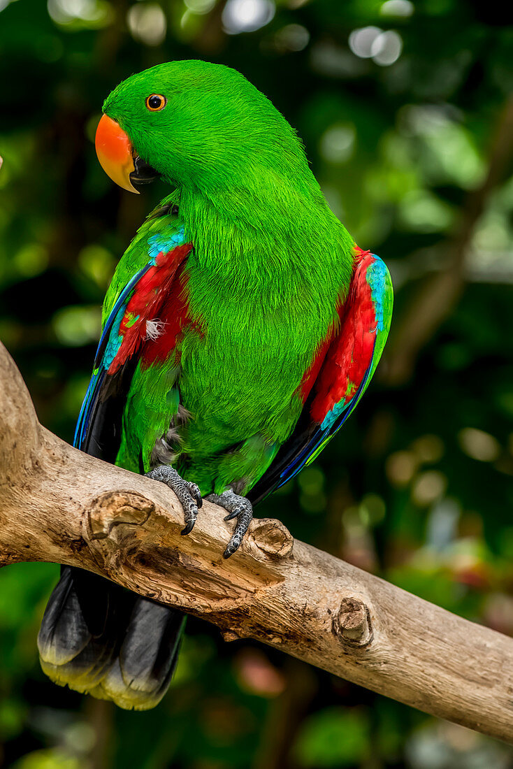 Electus Parrot at Victoria Butterfly Gardens, Victoria, British Columbia, Canada
