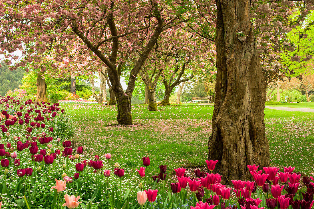 Cherry blossoms and flowers at Butchart Gardens, Victoria, British Columbia, Canada