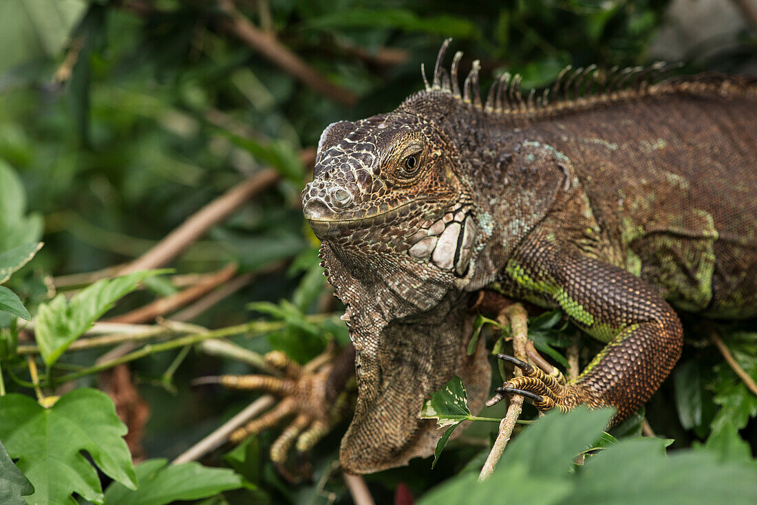 Close-up of an Iguana crawling through the plants at Victoria Butterfly Gardens, Victoria, British Columbia, Canada