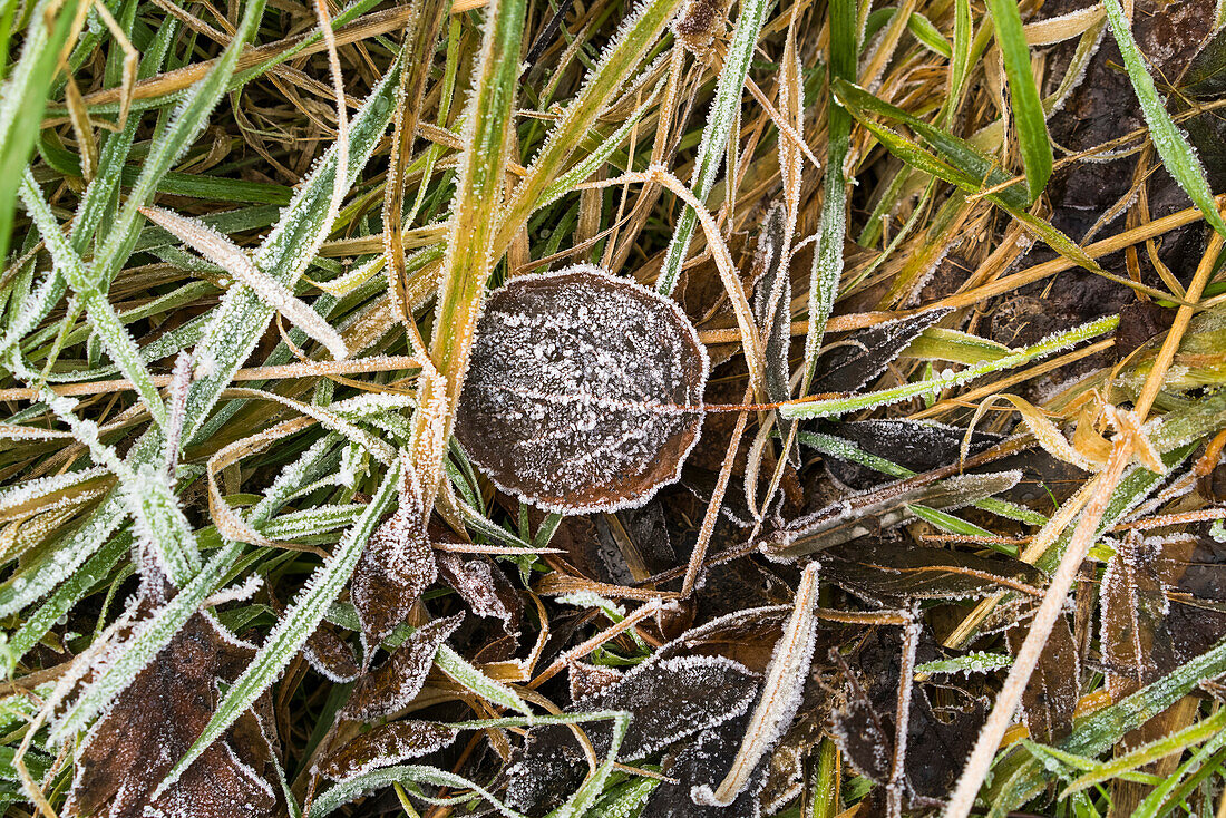 Frostiges Gras und Blätter auf dem Boden im Herbst, South Shields, Tyne und Wear, England