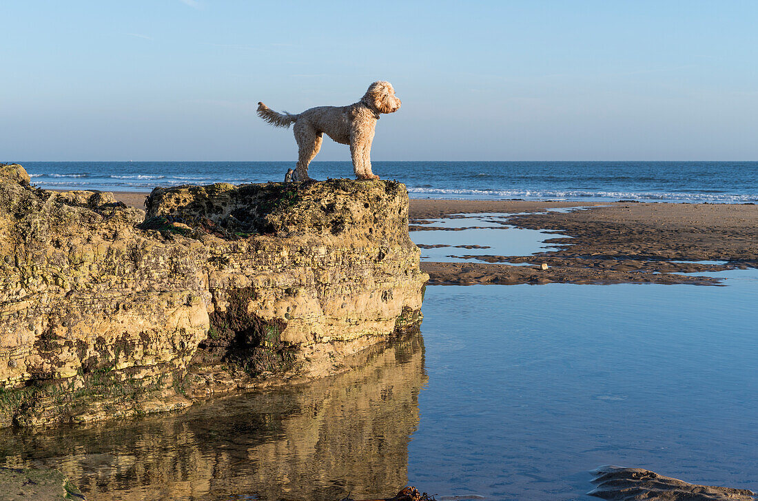 Ein Hund steht auf einem felsigen Felsvorsprung mit Blick auf das Wasser und den Horizont mit blauem Himmel, Sunderland, Tyne und Wear, England