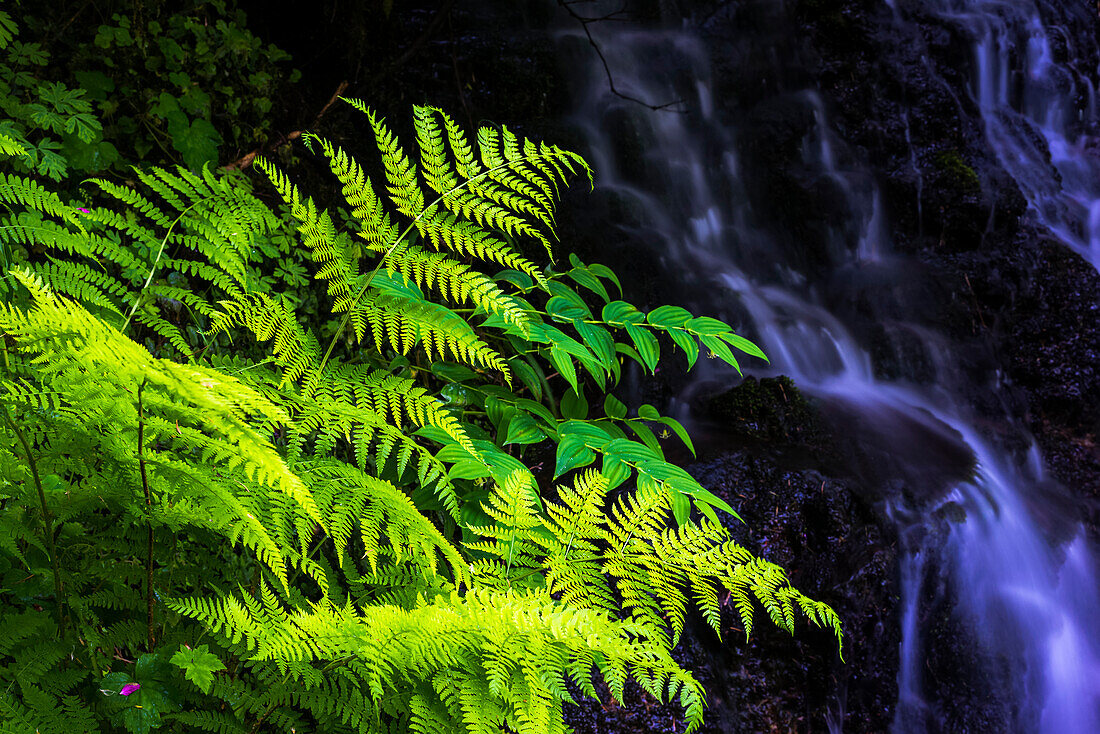 Pflanzen wachsen neben einem kleinen Bach im Silver Falls State Park, Silverton, Oregon, Vereinigte Staaten von Amerika