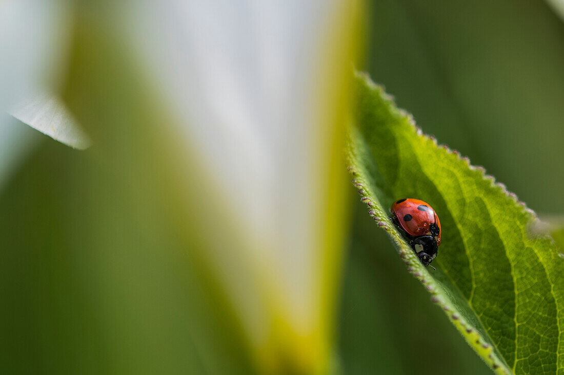 Marienkäfer (Coccinellidae) sitzt auf einem Blatt, Astoria, Oregon, Vereinigte Staaten von Amerika