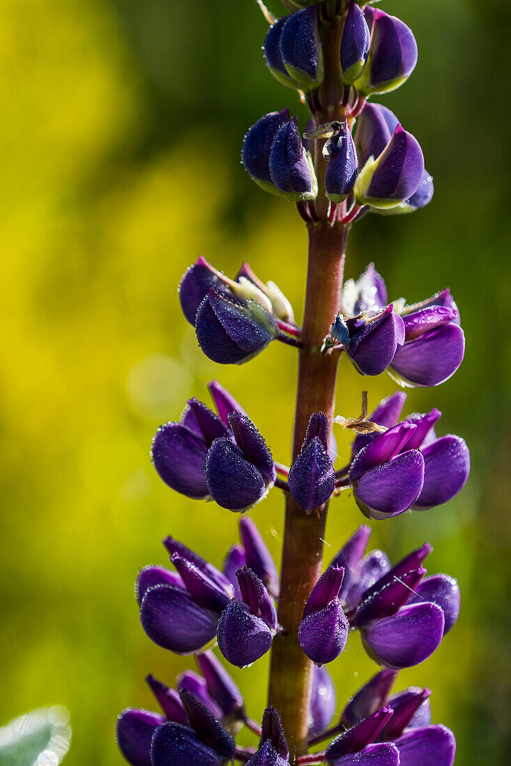 Lupine plant stands tall in a garden, Astoria, Oregon, United States of America