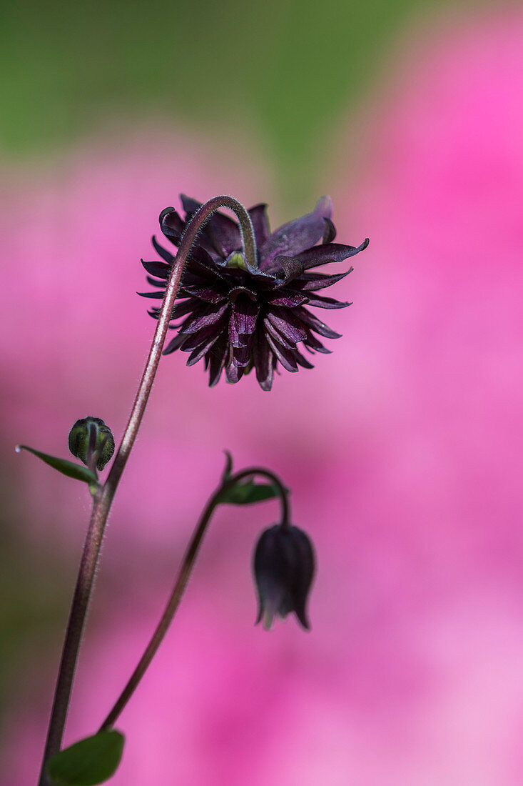 Einige Columbine (Aquilegia) kommt mit Rüschen, Astoria, Oregon, Vereinigte Staaten von Amerika