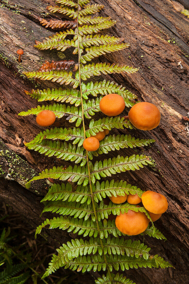 Mushrooms growing on a log with a fern branch, Nova Scotia, Canada