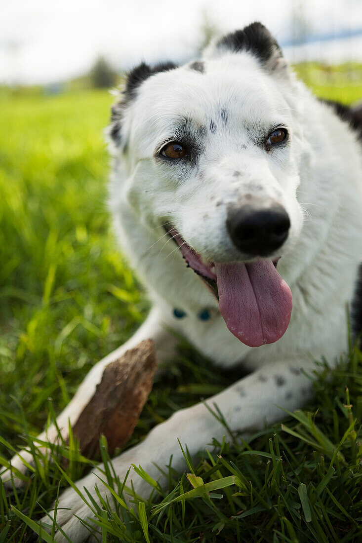 Close-up of a dog panting while laying in the grass, Alaska, United States of America