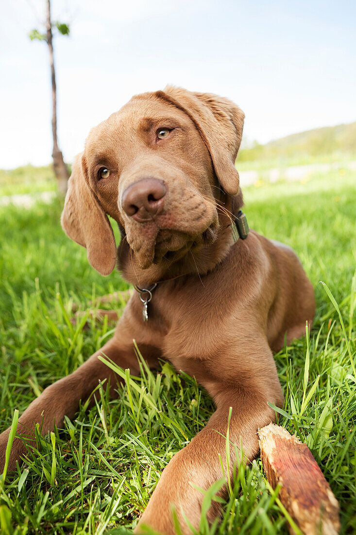 Close-up of a brown Labrador Retriever dog laying on the grass with it's head tilted and sad, serious eyes, Alaska, United States of America