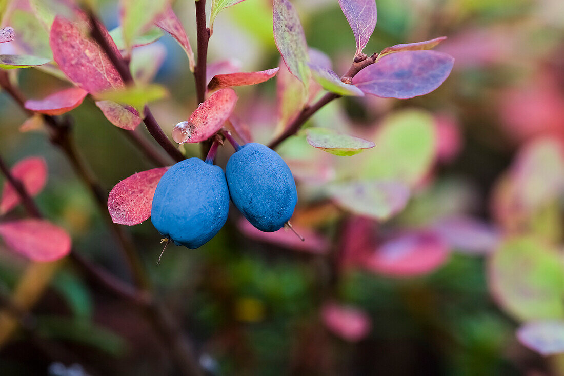 Close-up of blueberries on a Lowbush blueberry plant (Vaccinium angustifolium), Alaska, United States of America