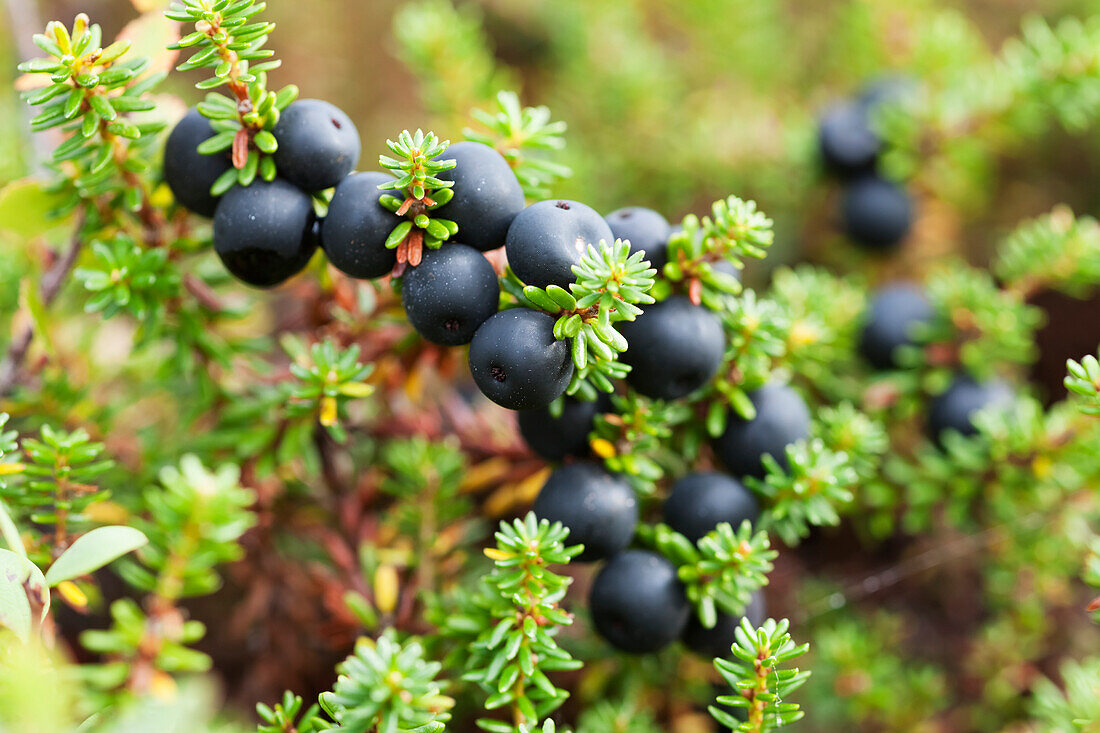 Nahaufnahme einer Pflanze mit blauen Beeren auf der Tundra, Alaska, Vereinigte Staaten von Amerika